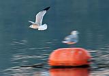 Gull Flyby_P1180621